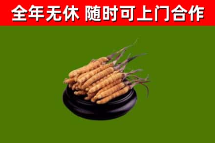 赫章县回收冬虫夏草