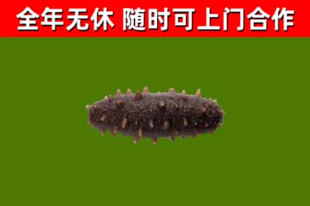 赫章县回收海参干